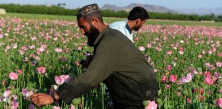 আফগানিস্তানে আফিম চাষ বন্ধের উদ্যোগ তালেবানদের